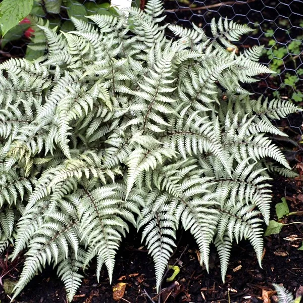 wietlica-japonska-metalicum-paproc-o-srebrzystych-lisciach-sadzonka-p9