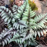 wietlica-japonska-metalicum-paproc-o-srebrzystych-lisciach-sadzonka-p9-styl-ogrod-japonski-ogrod-nowoczesny-ogrod-skalny-ogrod-srodziemnomorski-ogrod-wiejski