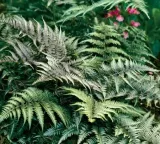 wietlica-japonska-metalicum-paproc-o-srebrzystych-lisciach-sadzonka-p9-cykl-rozwojowy-rosliny-wieloletnia