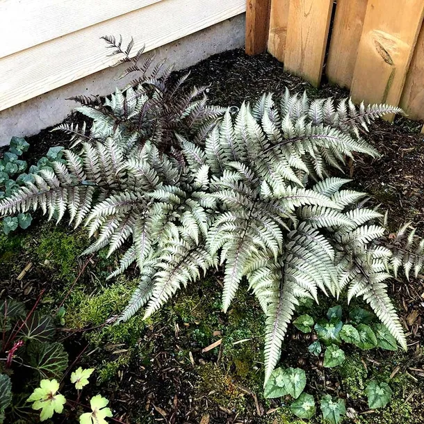 wietlica-japonska-metalicum-paproc-o-srebrzystych-lisciach-sadzonka-p9-kod-producenta-wietlica-japonska