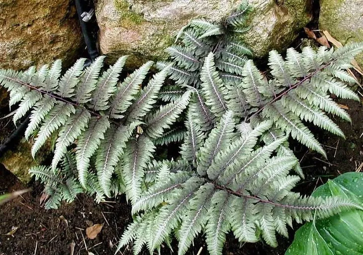 wietlica-japonska-metalicum-paproc-o-srebrzystych-lisciach-sadzonka-p9-cechy-charakterystyczne-lubiace-cien-proste-w-pielegnacji-przyjazne-dla-zwierzat-rzadko-spotykane