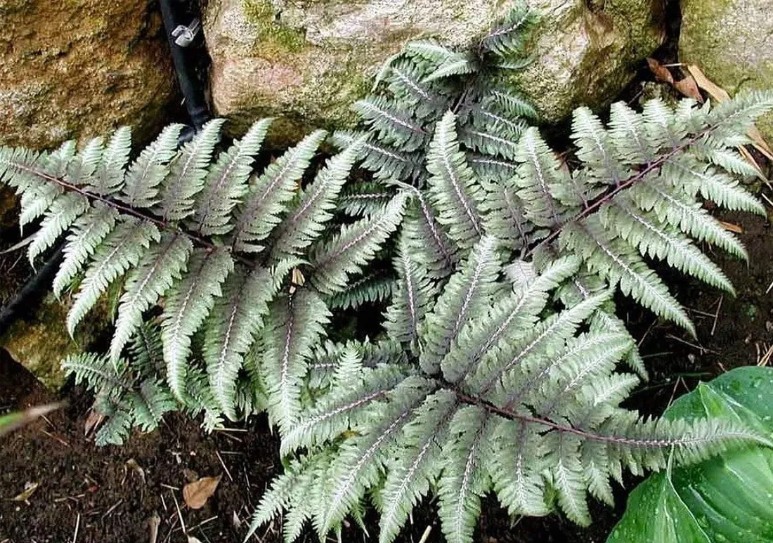 wietlica-japonska-metalicum-paproc-o-srebrzystych-lisciach-sadzonka-p9