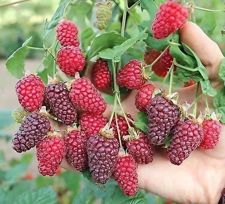 malinojezyna-buckingham-tayberry-smaczne-owoce-sadzonka-p9