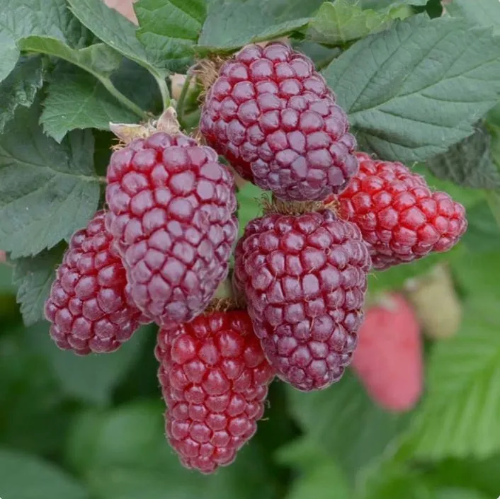 malinojezyna-buckingham-tayberry-smaczne-owoce-sadzonka-p9