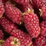 malinojezyna-buckingham-tayberry-smaczne-owoce-sadzonka-p9-cykl-rozwojowy-rosliny-wieloletnia