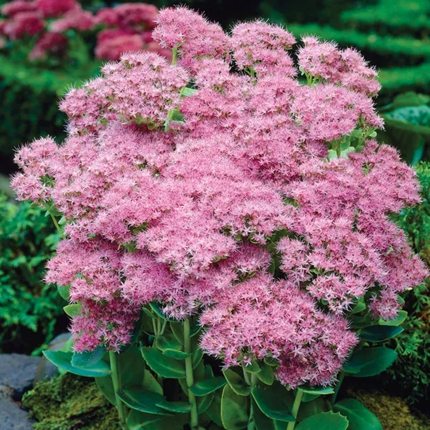 rozchodnik-brilliant-rozowy-akcent-jesiennego-ogrodu-sadzonka-p9-styl-ogrod-japonski-ogrod-nowoczesny-ogrod-skalny-ogrod-srodziemnomorski-ogrod-wiejski