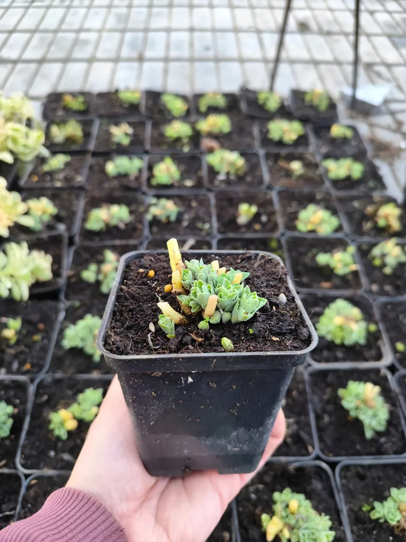 rozchodnik-brilliant-rozowy-akcent-jesiennego-ogrodu-sadzonka-p9