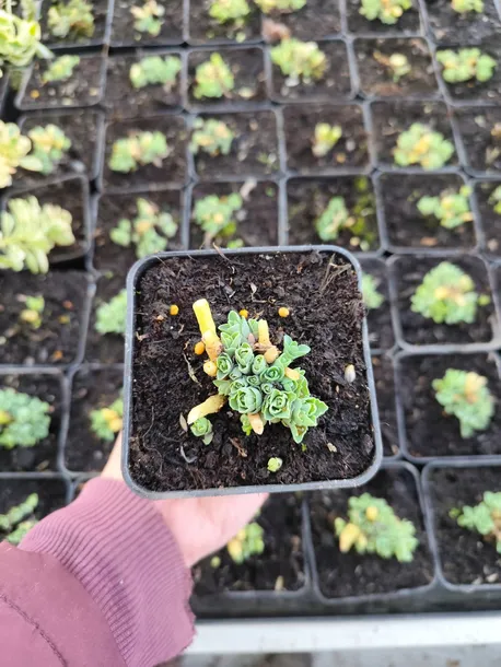 rozchodnik-brilliant-rozowy-akcent-jesiennego-ogrodu-sadzonka-p9-numer-paszportu-sekcja-c-c1