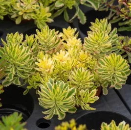 rozchodnik-the-edge-jasne-brzegi-zwarty-pokroj-sadzonka-p9