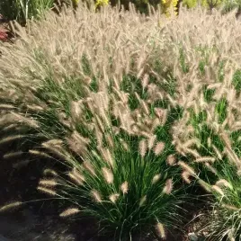 rozplenica-japonska-hameln-puszyste-klosy-trawa-ozdobna-sadzonka-p9