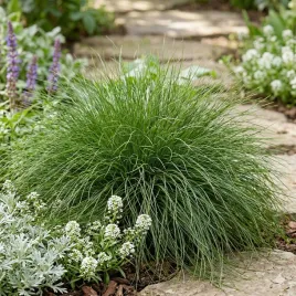 kostrzewa-miotlasta-geste-zielone-poduszki-idealne-na-skalniak-sadzonka-p9