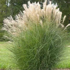 miskant-gracilimus-elegancka-trawa-ozdobna-do-ogrodu-i-donicy-sadzonka-p9