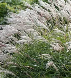 miscanthus-sinensis-gracillimus-gesta-trawa-ozdobna-sadzonka-p9