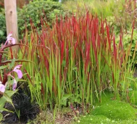 imperata-red-baron-efektowna-trawa-ozdobna-czerwone-liscie-sadzonka-p9