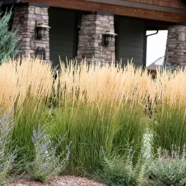 trzcinnik-karl-foerster-idealny-do-ogrodow-wysoka-trawa-ozdobna-p9