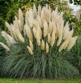 trawa-pampasowa-white-plume-snieznobiale-pioropusze-sadzonka-p9