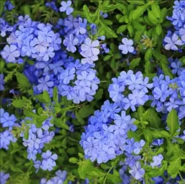 olownik-uszkowaty-plumbago-niebieskie-kwiaty-egzotyczny-krzew-sadzonka-p9