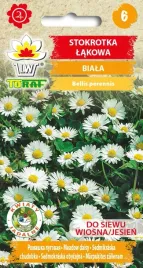 stokrotka-lakowa-biala-nasiona-kwiatow-02g-toraf