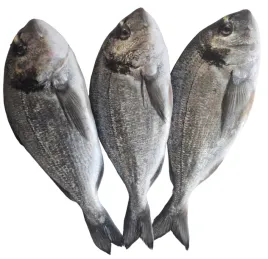 dorada-swieza-cala-chorwacka-cromaris-3szt