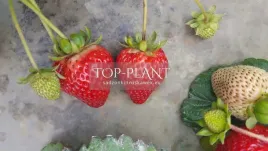 truskawka-albion-wiecznie-owocujaca-duze-slodkie-non-stop-multiplat