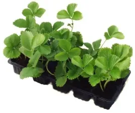 najsmaczniejsza-truskawka-bardzo-slodka-10szt-sadzonki-truskawek-senga