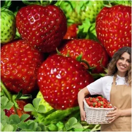 najsmaczniejsza-truskawka-bardzo-slodka-10szt-sadzonki-truskawek-odporne
