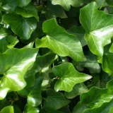 bluszcz-irlandzki-p9-c1