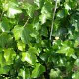 bluszcz-irlandzki-p9-c1-rodzaj-rosliny-bluszcz