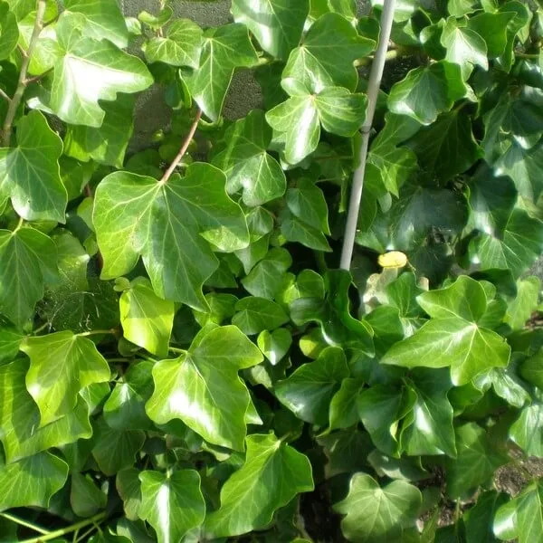 bluszcz-irlandzki-p9-c1-rodzaj-rosliny-bluszcz