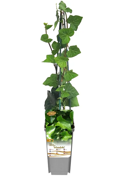 bluszcz-irlandzki-p9-c1-producent-inna