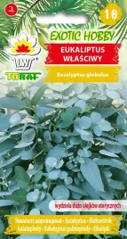 eukaliptus-wlasciwy-nasiona-10-szt-exotic-hobby-toraf
