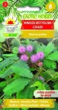 mimoza-czulek-nasiona-02g-toraf