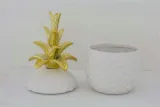 pojemnik-ananas