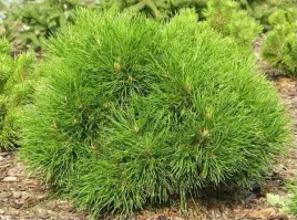 sosna-gorska-varella-pa-100-120cm-c4-c5