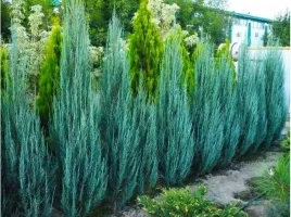jalowiec-blue-arrow-40-60cm-p9