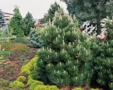 sosna-bosniacka-compact-gem-p9