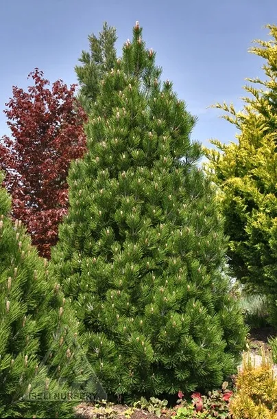 sosna-bosniacka-compact-gem-p9-rodzaj-rosliny-jodly