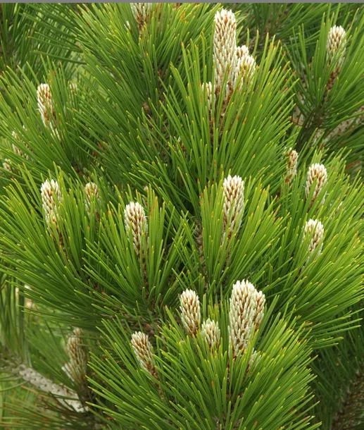 sosna-bosniacka-compact-gem-p9-rodzaj-rosliny-jodly