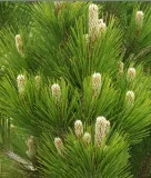 sosna-bosniacka-compact-gem-p9-rodzaj-rosliny-jodly