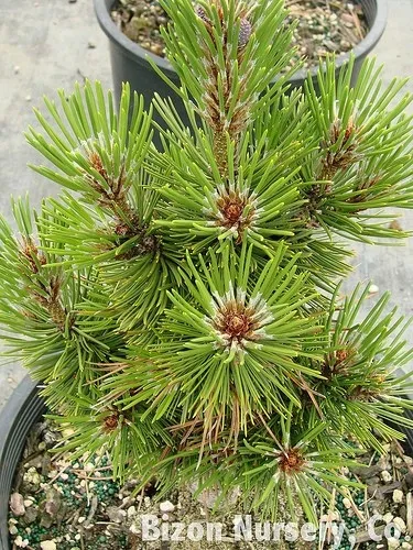 sosna-bosniacka-compact-gem-p9-rodzaj-rosliny-jodly