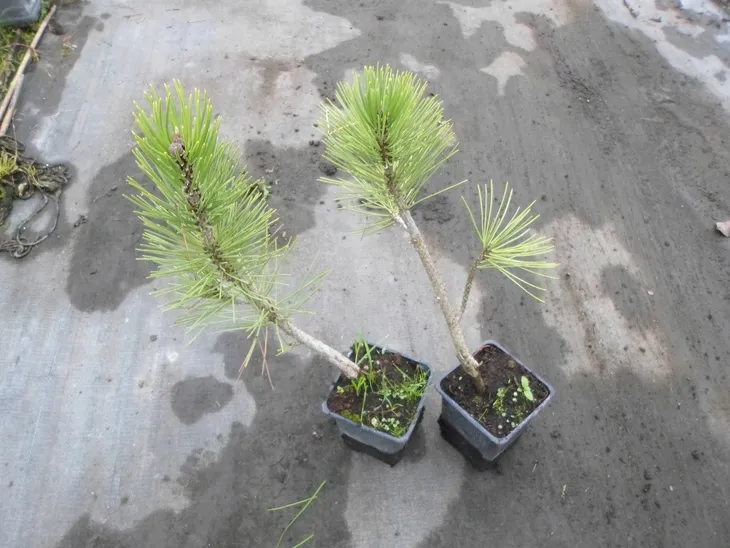 sosna-bosniacka-compact-gem-p9-rodzaj-rosliny-jodly