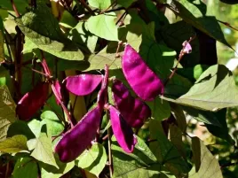 fasolnik-egipski-rozowofioletowy-nasiona-3-g