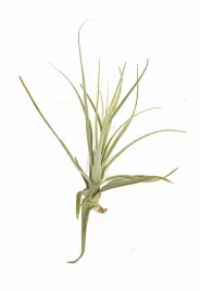 tillandsia-straminea-17-20-cm-oplatwa-air-plants