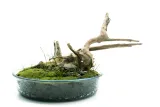 yokuchi-janguru-soil-1l-nazwa-handlowa-yokuchi-janguru-1l