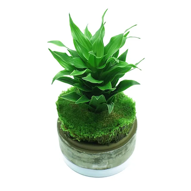 yokuchi-janguru-soil-1l-marka-yokuchi-nazwa-handlowa-yokuchi-janguru-1l
