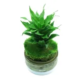 yokuchi-janguru-soil-1l-marka-yokuchi-nazwa-handlowa-yokuchi-janguru-1l