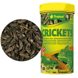 tropical-crickets-250ml-suszone-swierszcze