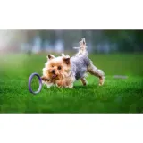 collar-puller-micro-125-ring-do-cwiczen-dla-psow-stan-nowy-kod-producenta-6489