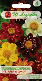 dalia-zmienna-kolnierzykowa-collarette-dandy-przyciaga-zapylacze-1g