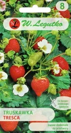 truskawka-tresca-nasiona-003-g-legutko-176